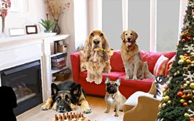 Home For The Holidays ecard with dogs