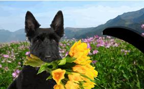 Just Dropping In: Congratulations dog ecard