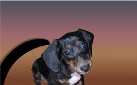 Just Dropping In: Passover Edition ecard with dogs