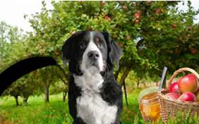 A Sweet New Year Rosh Hashanah dog ecard