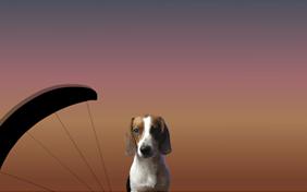 Just Saying Hi: Thank You ecard with dogs