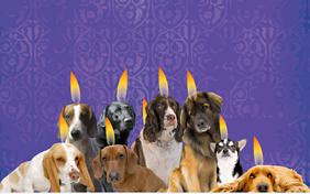 Best Wishes For Hanukkah ecard with dogs