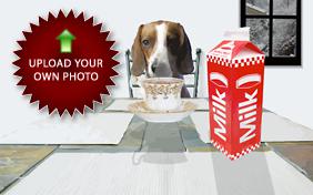 Merry Christmas: Upload Your Photo ecard with dogs