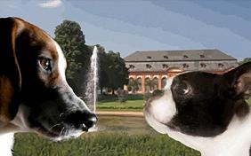 Moving in Together ecard with dogs