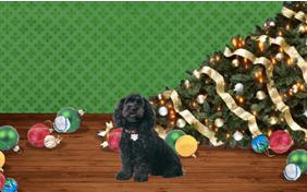 Naughty or Nice dog Christmas ecard