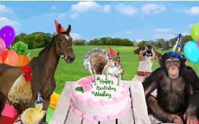 Birthday Fun birthday pet ecard