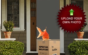 Special Delivery pet ecard