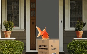Special Delivery pet ecard