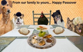 Happy Passover pet ecard
