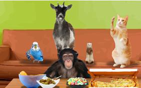 Game Night Birthday Pet Ecard