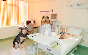 Get better pet ecard