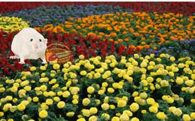 Handpicked For You pet ecard