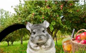 A Sweet New Year Rosh Hashanah pet ecard