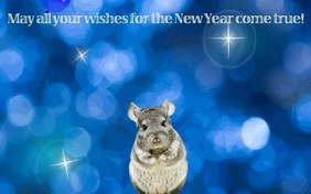 Magic Lamp New Year pet ecard