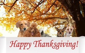 A Thanksgiving Message pet ecard
