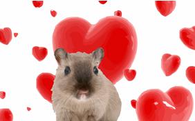 Love at first sight pet ecard