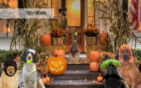 Pumpkin Carving Lesson Halloween pet ecard