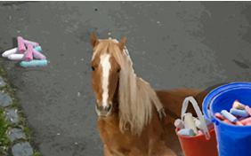 I'm Sorry Four Ways pet ecard
