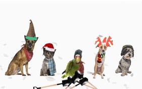 Snowy Christmas Greetings pet ecard