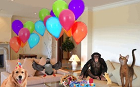 Surprise Party pet ecard