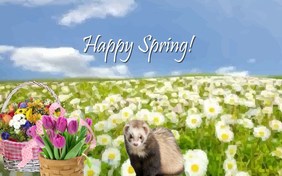 Happy Spring pet ecard