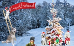 Christmas Fun ecard with pets