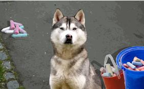 I'm Sorry Four Ways ecard with dogs