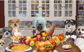 Thanksgiving Dinner dog ecard