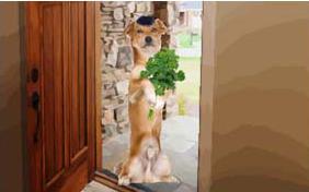 Passover Seder Plate dog ecard