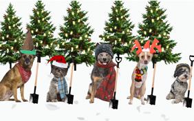Snowy Christmas Greetings dog ecard