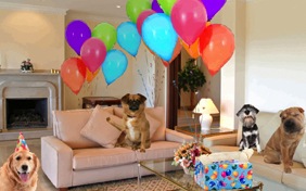 Surprise Party dog ecard