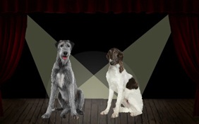It's Just Us Happy Birthday ecard starring two dogs