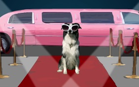 Rising Star dog ecard
