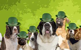 St Patrick's Day ecard with dogs