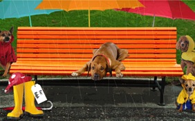 Thanks for your support dog ecard