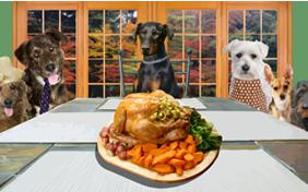 Family Thanksgiving ecard with dogs