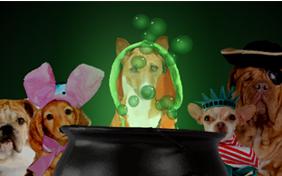 Halloween Treats dog ecard