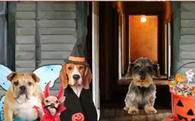 Trick or Treat Halloween dog ecard