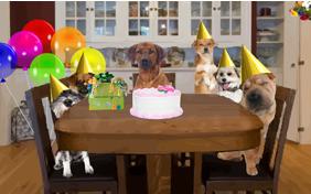 Birthday Celebration dog ecard