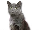 Chartreux Cat for dog ecards