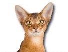 Abyssinian Cat for dog ecards