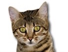 Bengal Cat for dog ecards