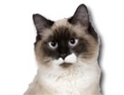 Birman Cat for dog ecards