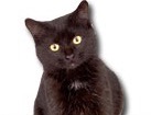 Black Short Hair Cat for dog ecards