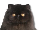 Black Persian Cat for dog ecards