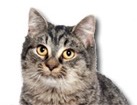 Black Tabby Cat for dog ecards