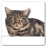 Black Tabby Maine Coon Cat for dog ecards