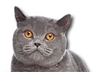 Blue British Shorthair Cat for dog ecards