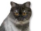 British Longhair Cat for dog ecards