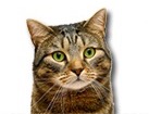 Brown Tabby Cat for dog ecards